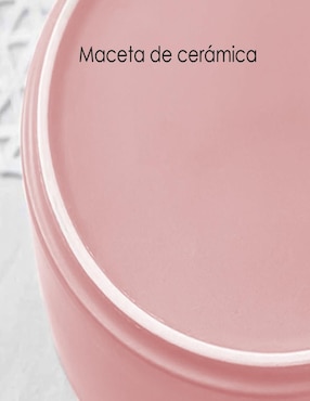 Maceta Ilios Innova de cerámica