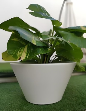 Maceta New Garden Lirio de plástico con sistema automático de riego