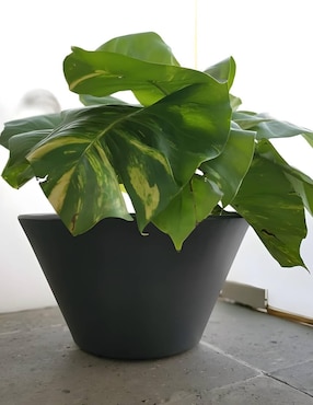 Maceta New Garden Lirio de plástico con sistema automático de riego