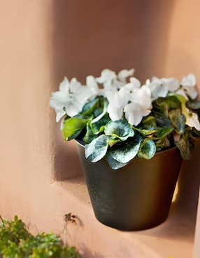 Maceta New Garden Petunia de plástico con sistema automático de riego