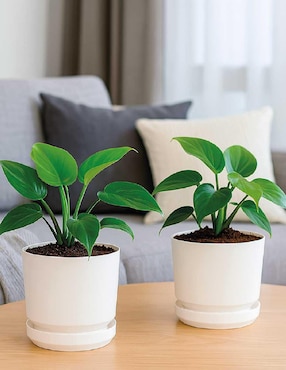 Set de macetas Elly de plástico con sistema automático de riego