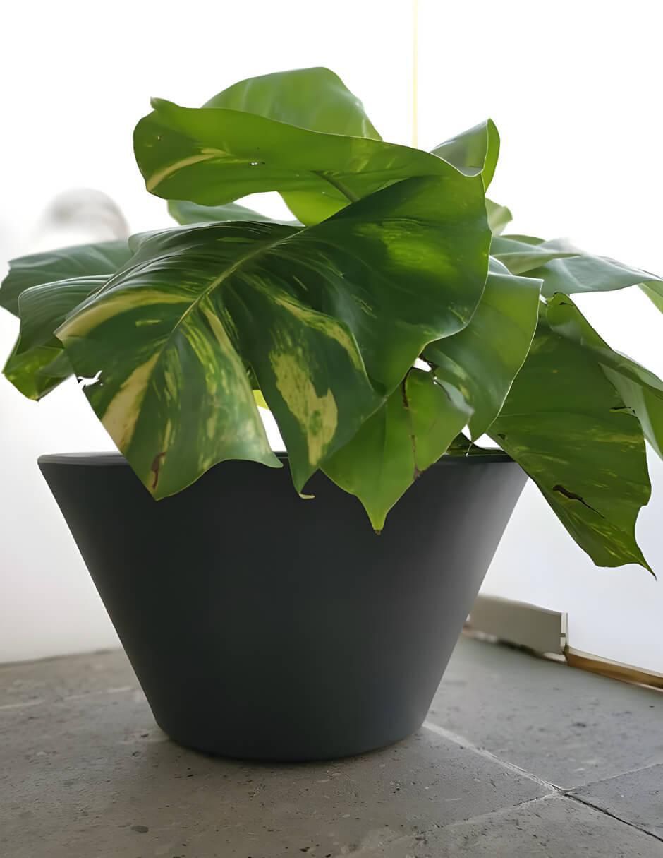 Maceta Lirio de plástico con sistema automático de riego 2