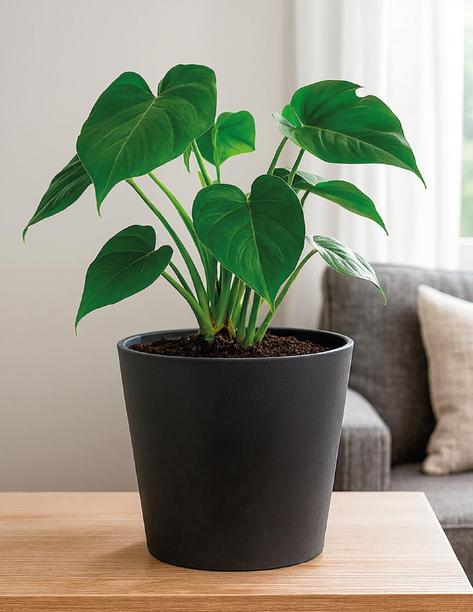 Maceta Cónica Gerbera de plástico 4